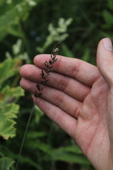 Koeleria eriostachya