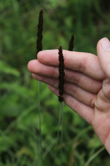 Koeleria eriostachya