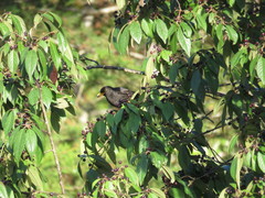 Turdus infuscatus