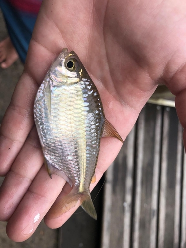 Bigscale tetra (Moenkhausia grandisquamis) — Characidae — 5