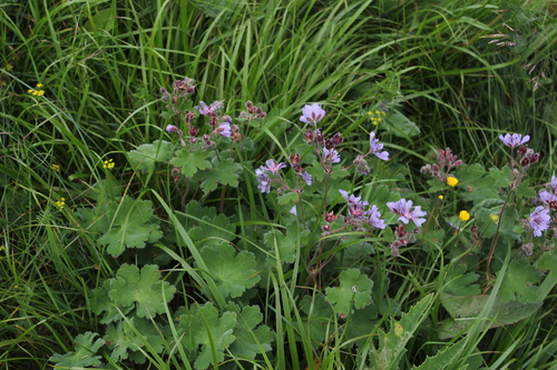 Image of Geranium renardii by (c) Dmitriy Bochkov, some rights reserved (CC BY)