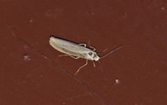 Eilema lutarella