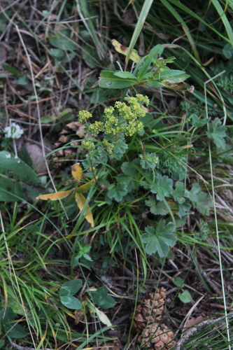 Alchemilla caucasica, photograph 6