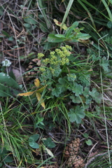 Alchemilla caucasica