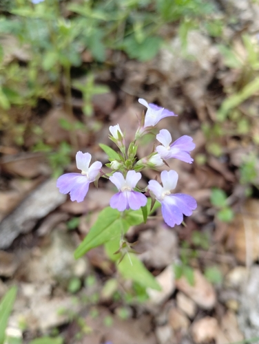 Image of Collinsia violacea by no rights reserved