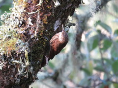 Lepidocolaptes affinis