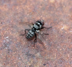 Anthomyia oculifera