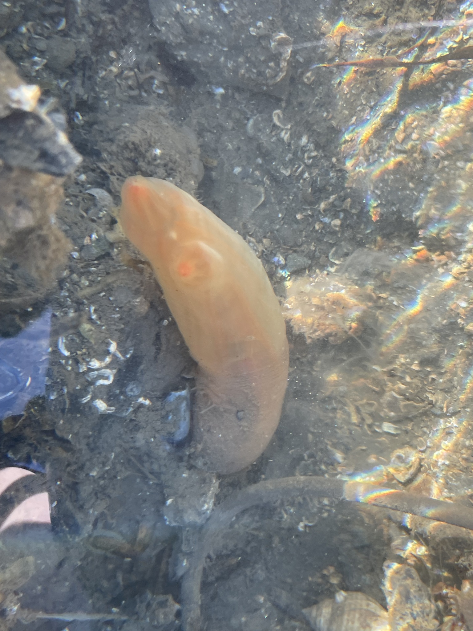 Ciona intestinalis (Linnaeus, 1767)