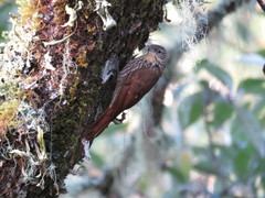 Lepidocolaptes affinis