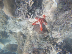 Protoreaster lincki