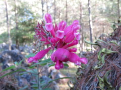 Salvia involucrata