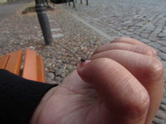 Harmonia axyridis