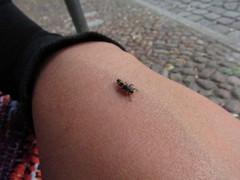 Harmonia axyridis