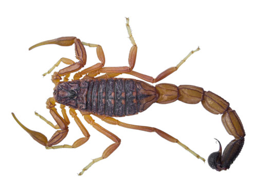 Buthus draa