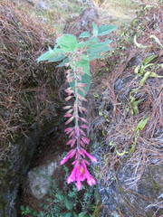 Salvia involucrata