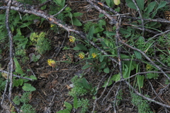 Anthyllis vulneraria boissieri