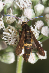 Carmenta pyralidiformis