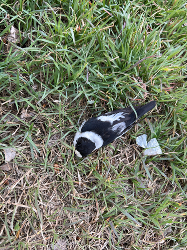Collared Flycatcher