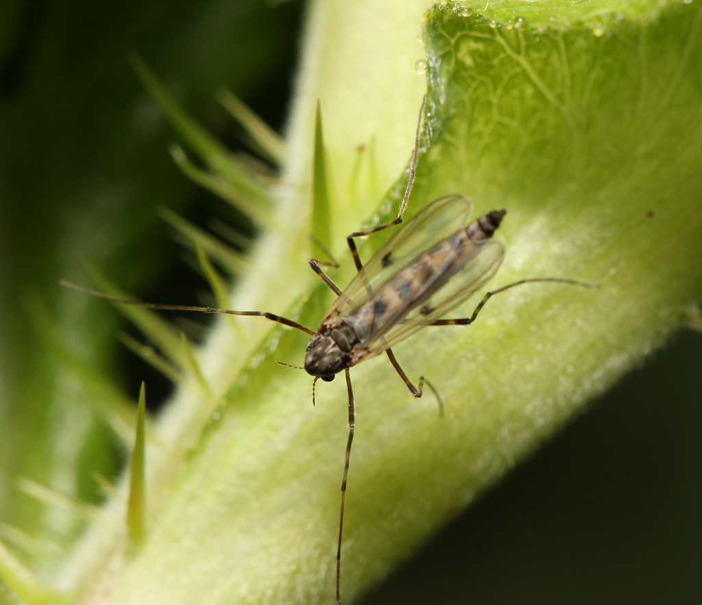Stictochironomus pictulus