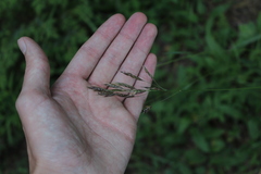 Bromus variegatus