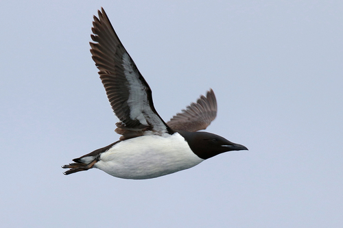 Thick-billed Murre