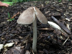 Pluteus ephebeus