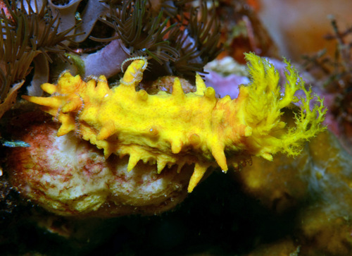 Colochirus robustus Östergren, 1898