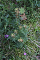 Pedicularis condensata