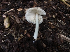 Pluteus ephebeus