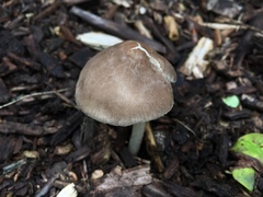 Pluteus ephebeus