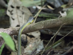 Chironius septentrionalis