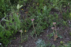 Sempervivum caucasicum