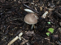Pluteus ephebeus