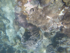 Chaetodon meyeri