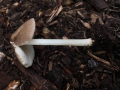 Pluteus ephebeus