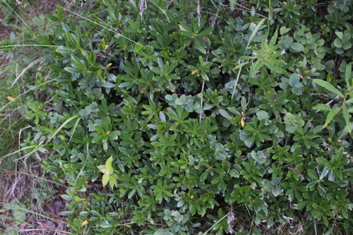 Daphne glomerata, photograph 6