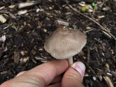 Pluteus ephebeus
