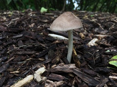 Pluteus ephebeus