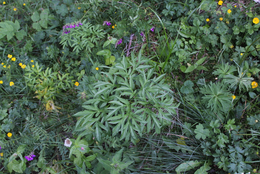 Agasyllis latifolia; photograph (c) Dmitriy Bochkov, some rights reserved (CC BY)