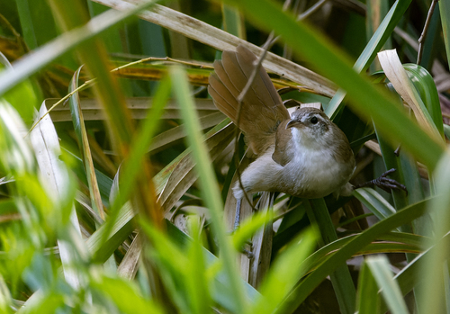 Curve-billed Reedhaunter (Limnornis curvirostris), photo 4