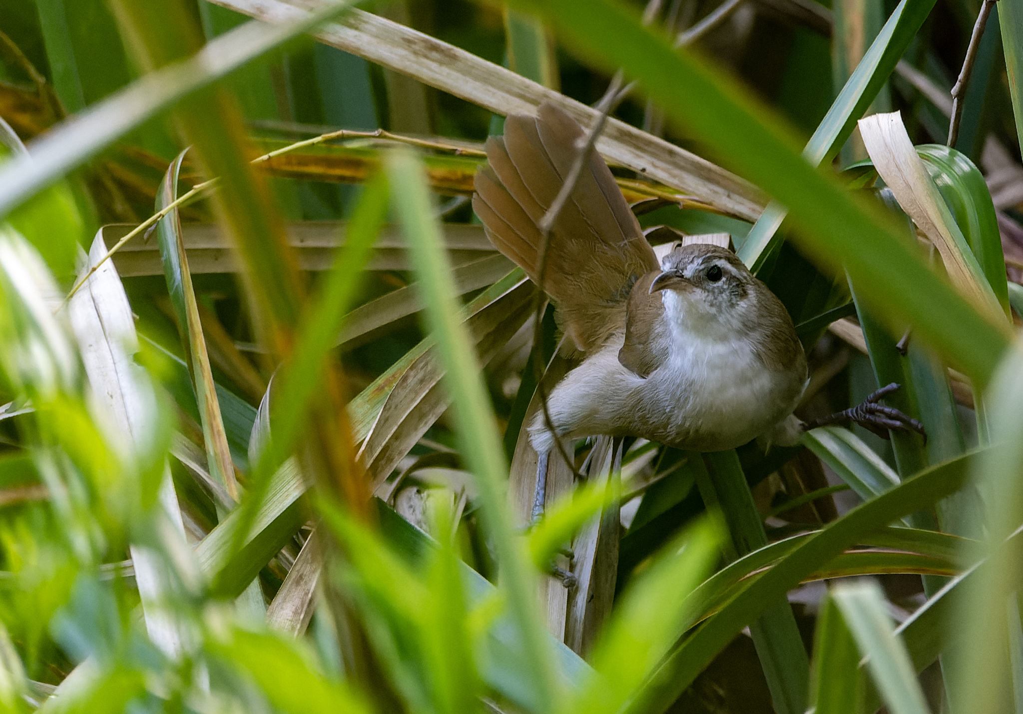 Curve-billed Reedhaunter (Limnornis curvirostris), photo 7