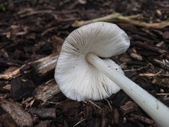 Pluteus ephebeus