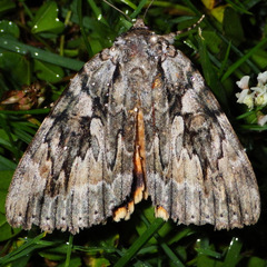 Catocala subnata