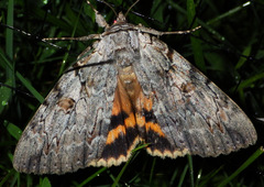 Catocala subnata