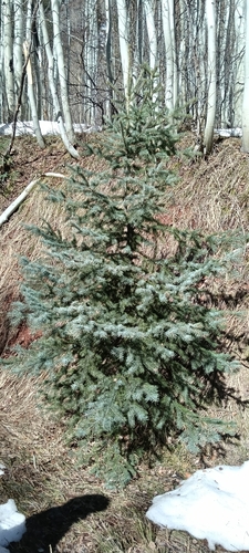 Image of Blue Spruce (Picea pungens) by (c) Fredy, some rights reserved (CC BY-SA)
