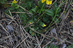 Draba hispida