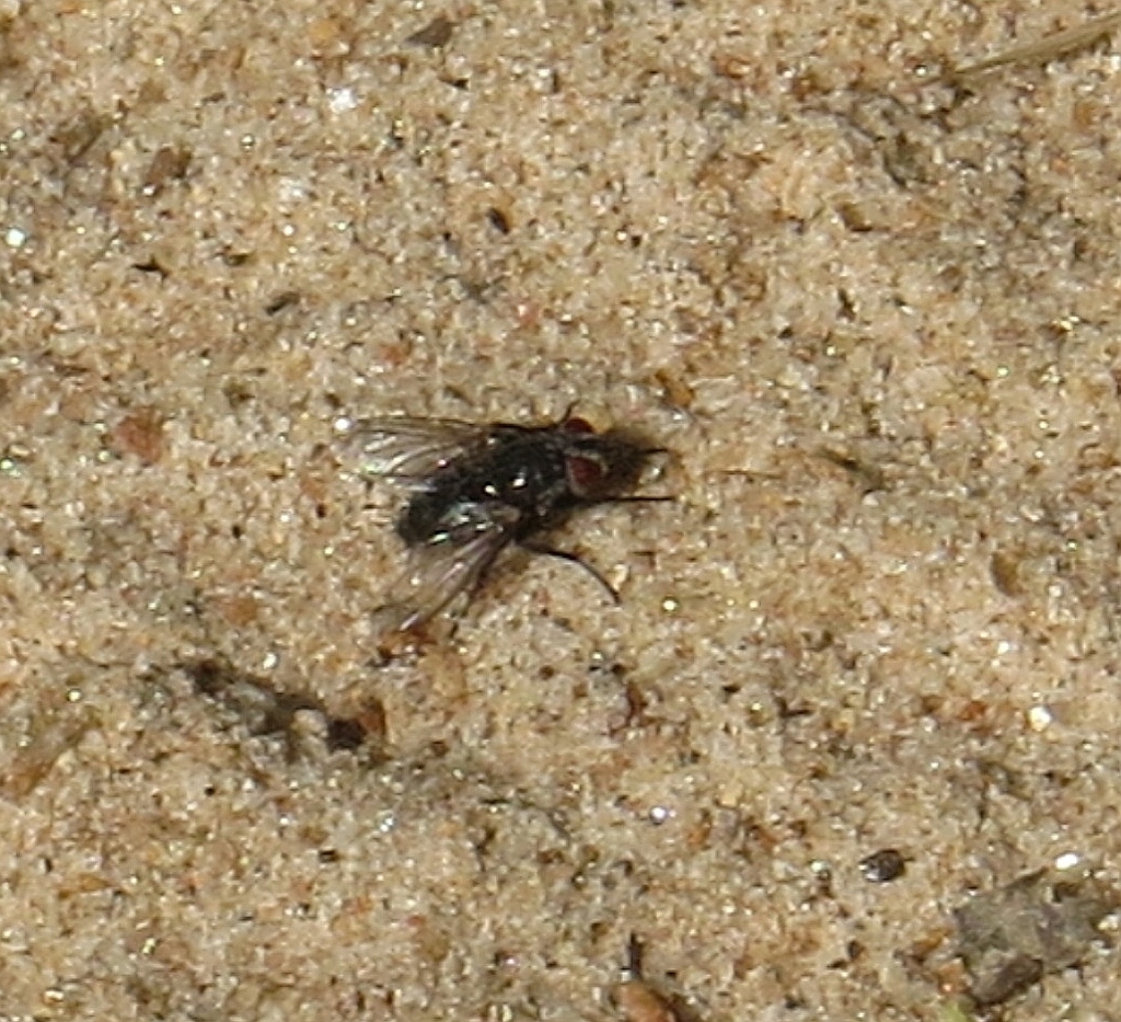 Bot Flies, Blow Flies, and Allies from Rockdale County, GA, USA on ...