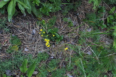 Draba hispida