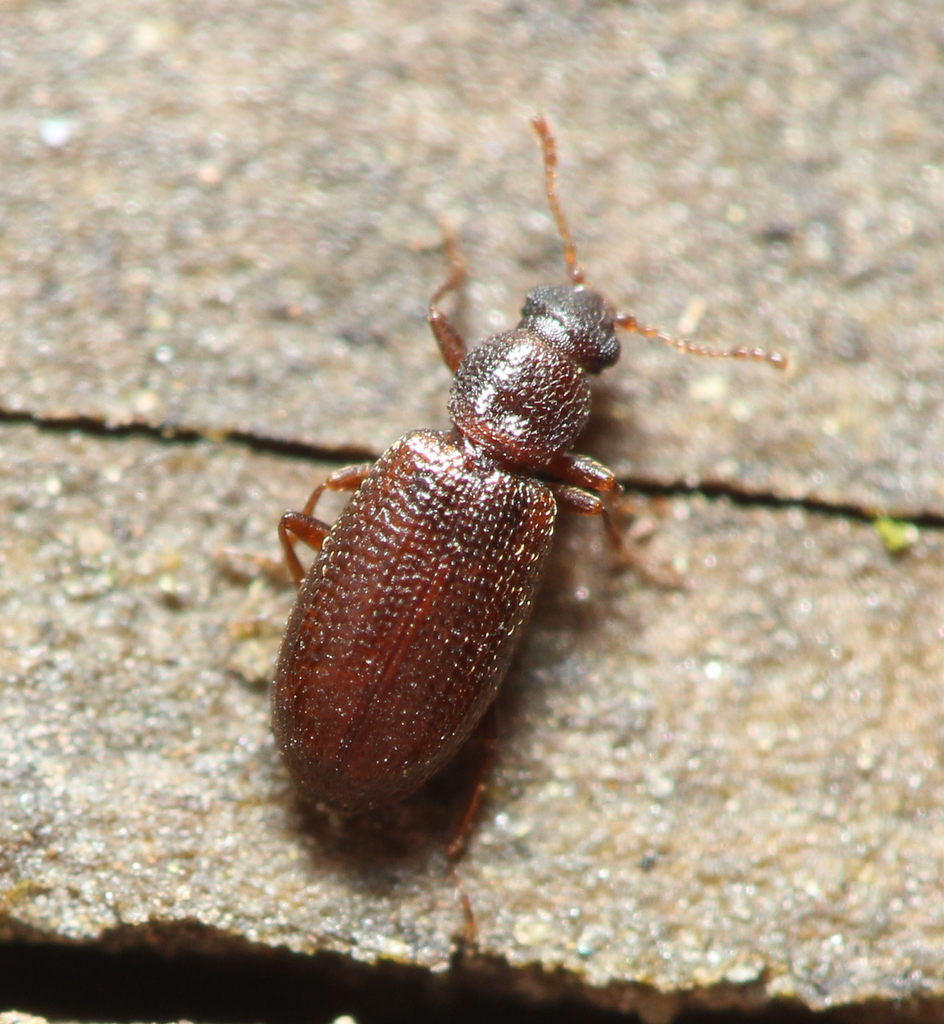 Corticaria longicornis