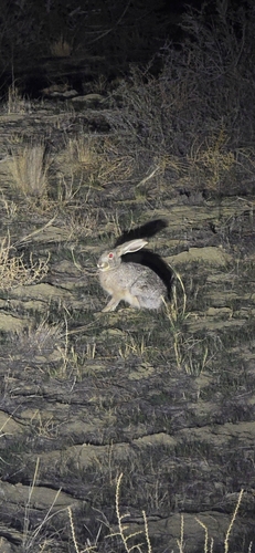 Black-tailed Jackrabbit photographed in New Mexico